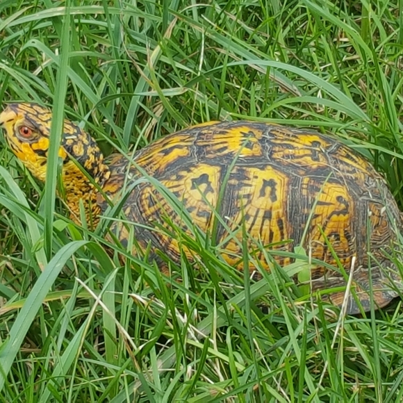 🌞1/31 Please See Update In Comments Gang! 🫶Happy Groundhogs Day! - Picture 12 of 16